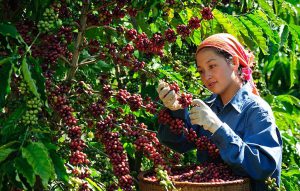  giá nông sản cà phê